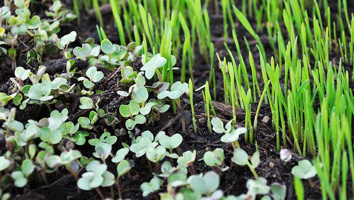 Tatlı veya Fındık Aromalı Mikro Yeşillikler