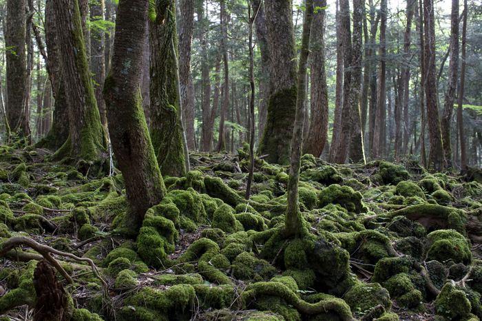 İntihar Ormanı, Japonya