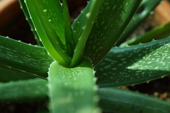 Aloe vera nasıl kullanılır?