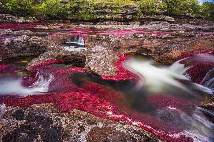 19- Cano Cristales, Kolombiya