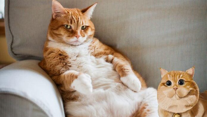 Kilolu kedi nasıl zayıflatılır? - Kedilerin kilo vermesi için ipuçları