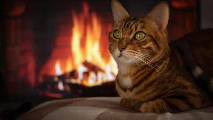 Güney Kore'de 100'den fazla ev yangını kediler nedeniyle çıkmış