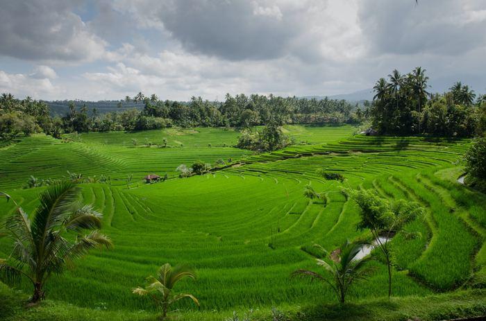 Teraslı pirinç tarlalarıyla ünlüdür