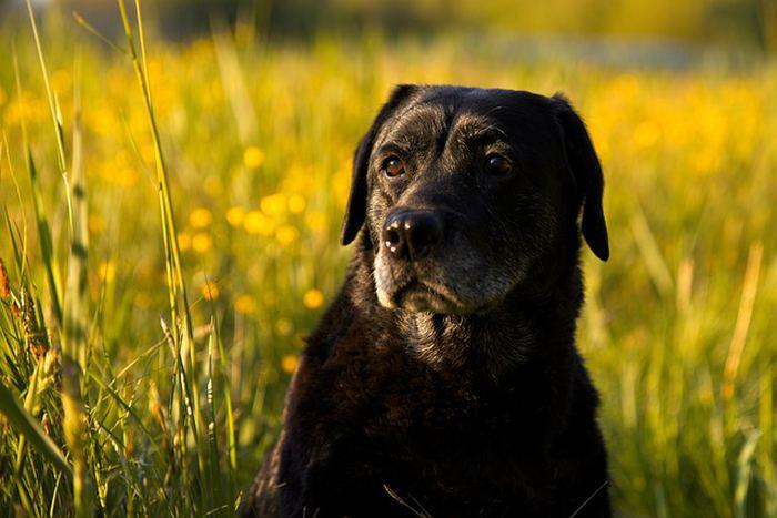 Labrador Retriever köpeği ve ırk özellikleri