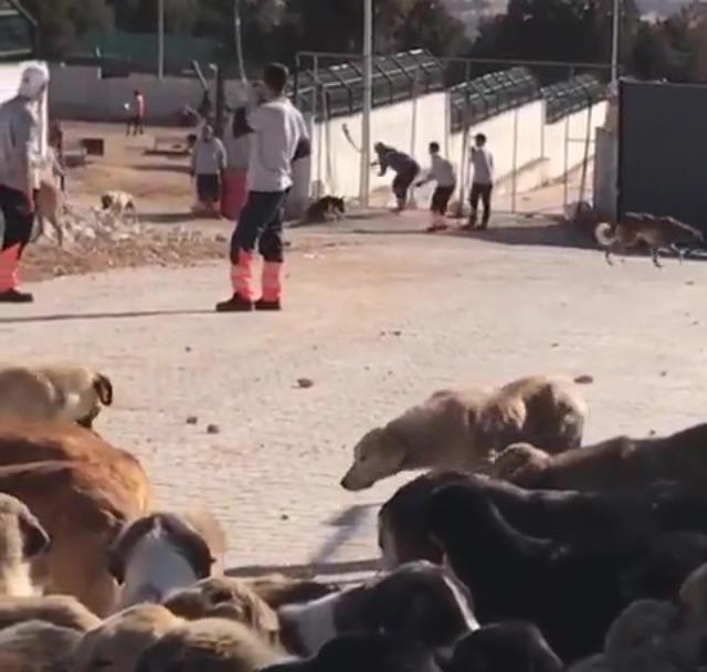 Ünlü isimler, kürekle köpeklere yapılan işkenceye öfke kustu! Seren Serengil, Cumhurbaşkanı Erdoğan'dan yardım istedi