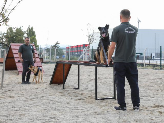 Erdal Beşikçioğlu, eğitimleri tamamlanan 5 sokak köpeğini belediye bünyesine aldı